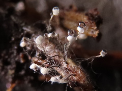 Antinoa juniperinella