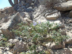 Solanum brachyantherum
