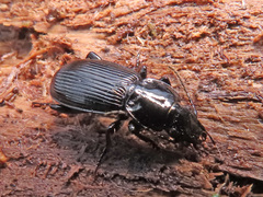 Pterostichus aethiops