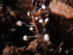 Antinoa pulchella
