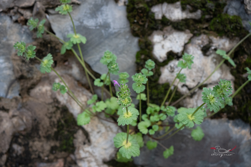 henbit deadnettle