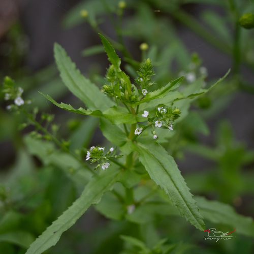 Wavy-Leaf Speedwell
