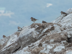 Charadrius modestus