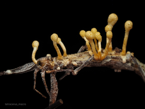 Beauveria diapheromeriphila