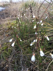 Cardamine penduliflora