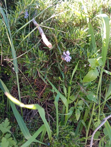 Avistamiento Salvia rosmarinus