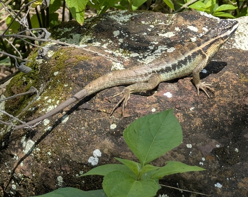 Stenocercus santander