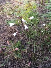 Cardamine penduliflora
