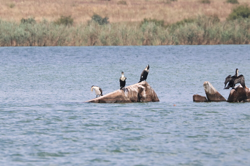 iNaturalist: (c) jandutoit, some rights reserved (CC BY-NC) iNaturalist image