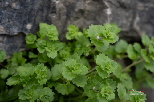 Grey Field-speedwell