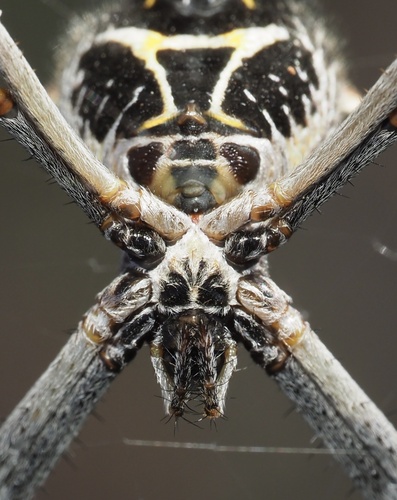 Silver Garden Orbweaver