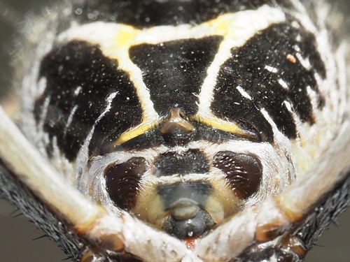 Silver Garden Orbweaver, photo 2 of 8