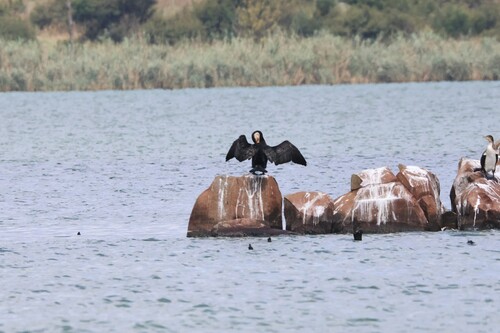 iNaturalist: (c) jandutoit, some rights reserved (CC BY-NC) iNaturalist image