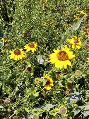 Helianthus laciniatus