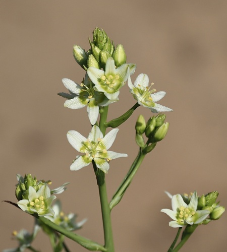 Toxicoscordion