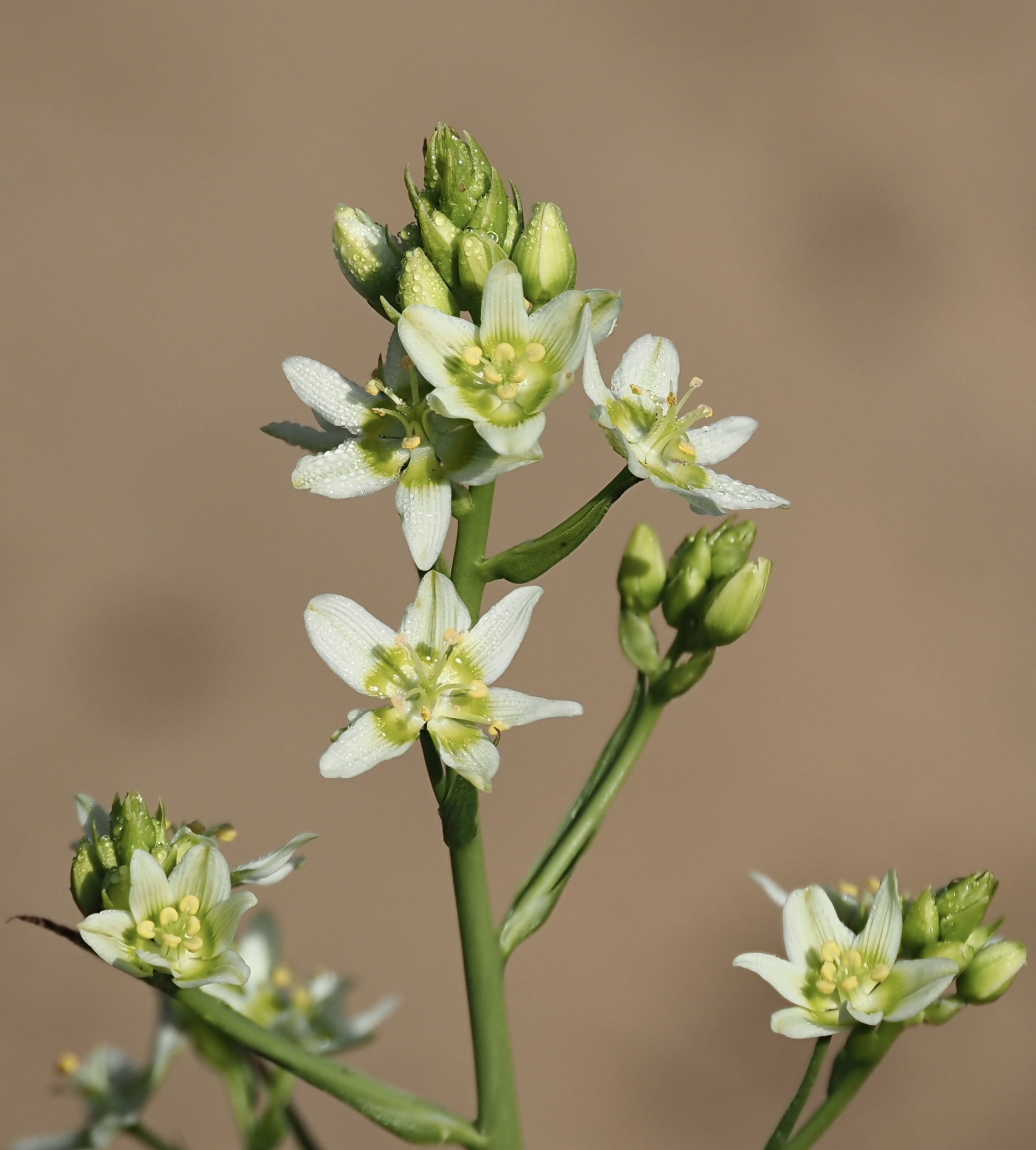 Toxicoscordion fremontii