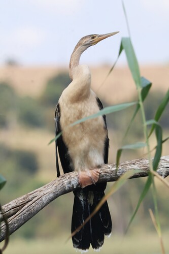 iNaturalist: (c) jandutoit, some rights reserved (CC BY-NC) iNaturalist image