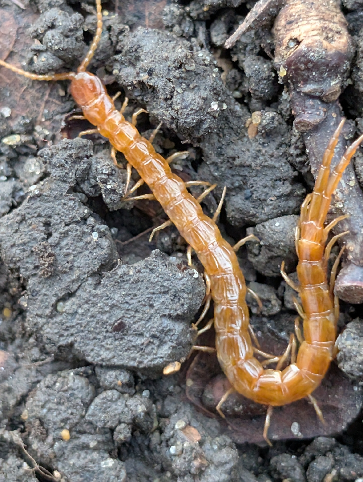 Cryptops anomalans Newport, 1844