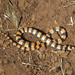 Ground Snake - Photo (c) Tyson Victor, some rights reserved (CC BY-NC), uploaded by Tyson Victor