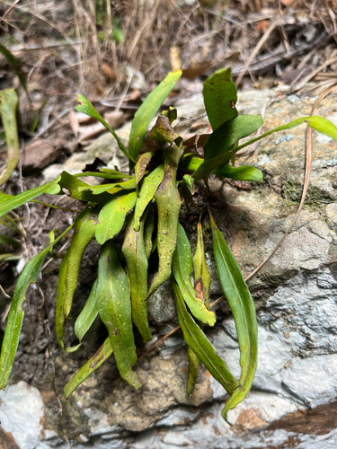 Bigfruit Scaly Polypody (Pleopeltis macrocarpa)