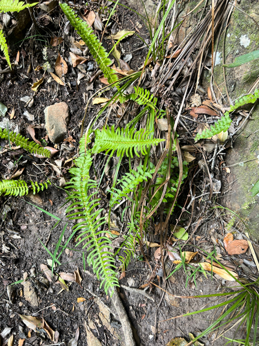 Blechnum punctulatum (Blechnum punctulatum)