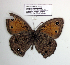 Cercyonis meadii