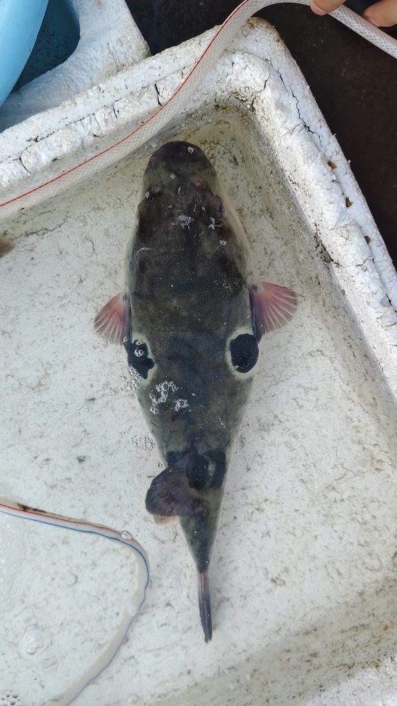 Japanese pufferfish (Takifugu rubripes) — Tetraodontidae