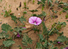 Convolvulus stachydifolius