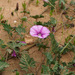 Convolvulus stachydifolius - Photo (c) Ron Frumkin, some rights reserved (CC BY-NC), uploaded by Ron Frumkin
