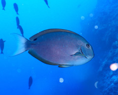 Acanthurus thompsoni