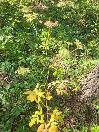 Diverse-petal angelica (Angelica czernaevia)