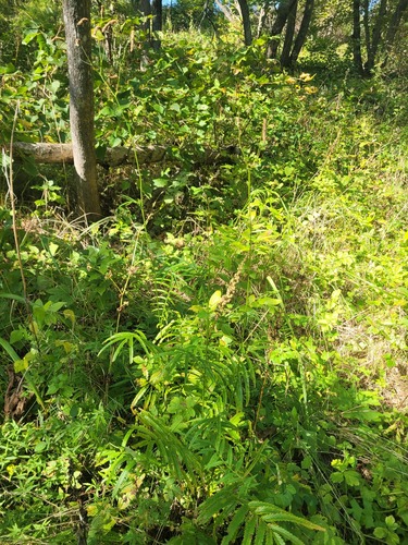 Siberian Burnet (Sanguisorba tenuifolia)