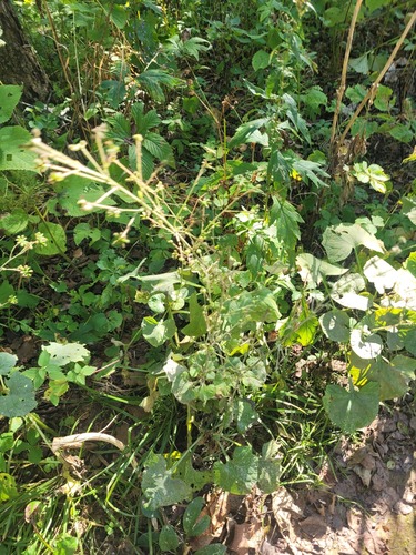 Asian trailplant (Adenocaulon himalaicum)