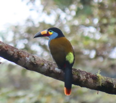 Andigena laminirostris