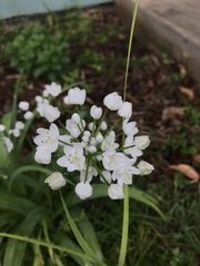 Allium neapolitanum