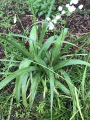 Allium neapolitanum