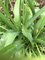 Allium neapolitanum