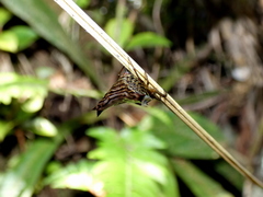 Micrathena lucasi