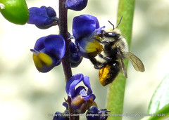 Megachile amparo