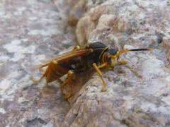 Polistes buyssoni