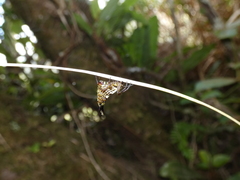 Micrathena lucasi