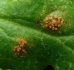 Puccinia lagenophorae