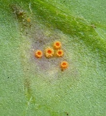 Puccinia lagenophorae