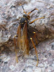 Polistes buyssoni