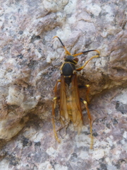 Polistes buyssoni