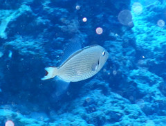 Xanthichthys auromarginatus