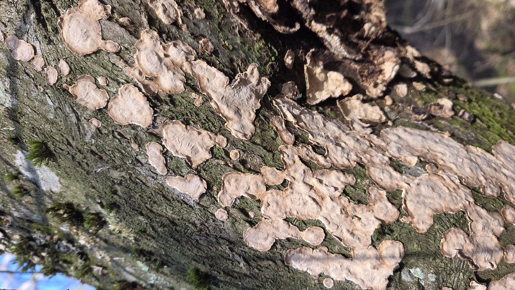 Stereum rugosum · March 2026 · photo: © vilppu (iNaturalist, cc-by)