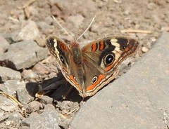 Junonia coenia coenia