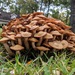 Ringless Honey Mushroom - Photo (c) Matthew Hammond, some rights reserved (CC BY-NC), uploaded by Matthew Hammond