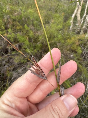 Schoenus calostachyus observed 2026-03-31